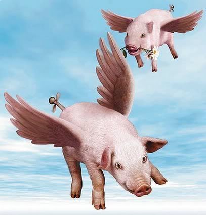 pigsfly.jpg pigsfly picture by tubegirl