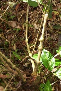 Young caapi