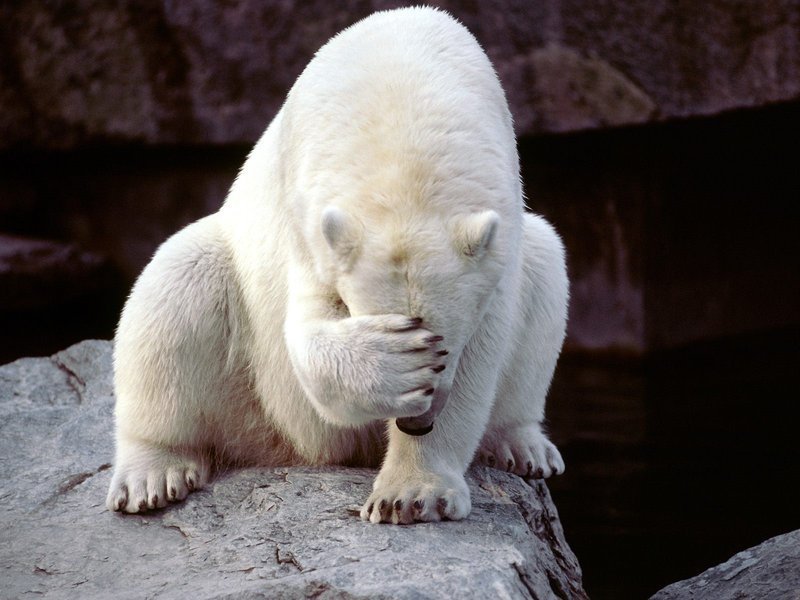 Bear facepalm