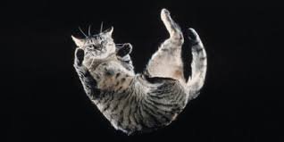 Image result for cat falling