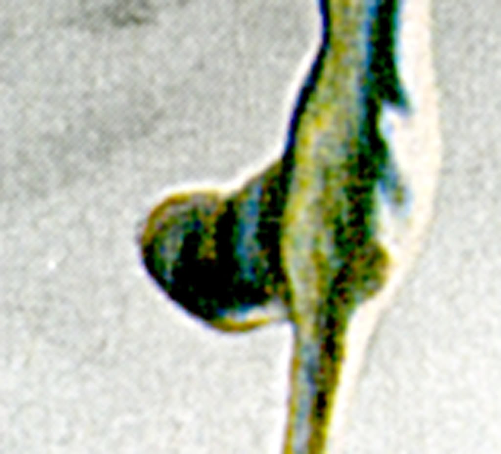 shadow of  left rear hoof 