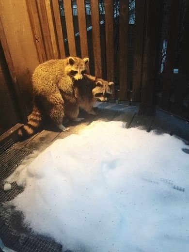 QMI_raccoon1