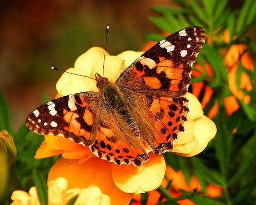adult