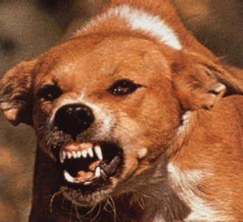 http://www.topnews.in/files/Rabid-Dog.jpg