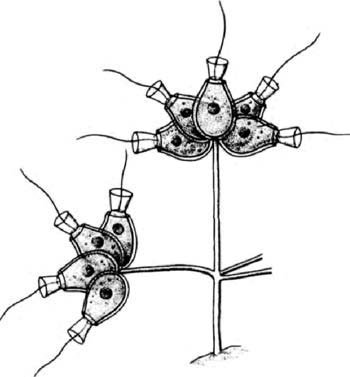 Afbeeldingsresultaat voor small colony of Choanoflagellates