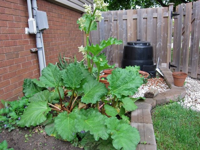 Rhubarb