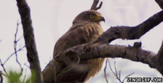 startled