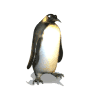 Penguin Wave