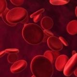 blood cells