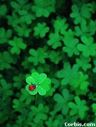 Ladybug on a Four Leaf Clover