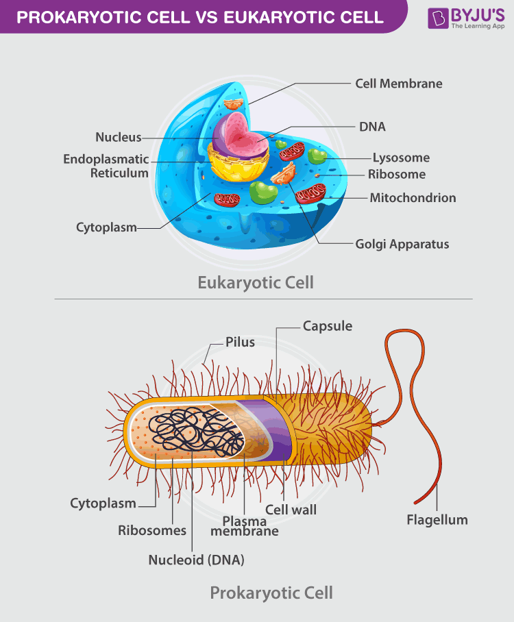 difference between prokaryotic cell and eukaryotic cell