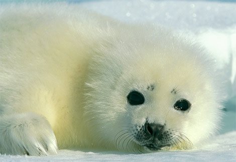 Photo: A baby harp seal rests on the Arctic ice