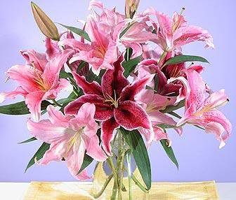 lillies