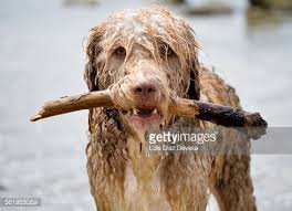 Image result for wet dog