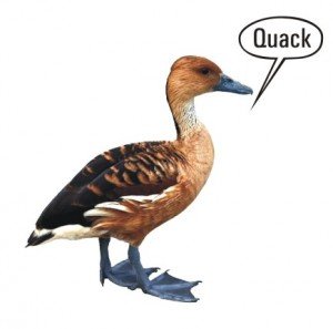 Quack!