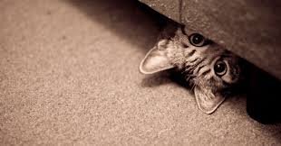 Image result for looking under the bed