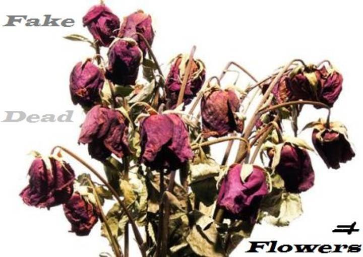 Image result for dead flowers