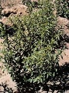 A stevia plant