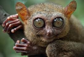 Image result for tarsier