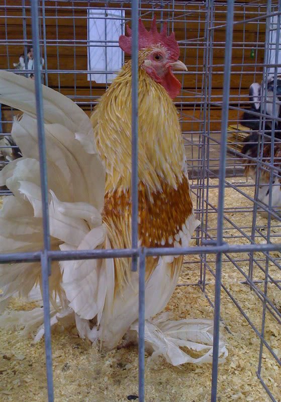 Feather foot bantam
