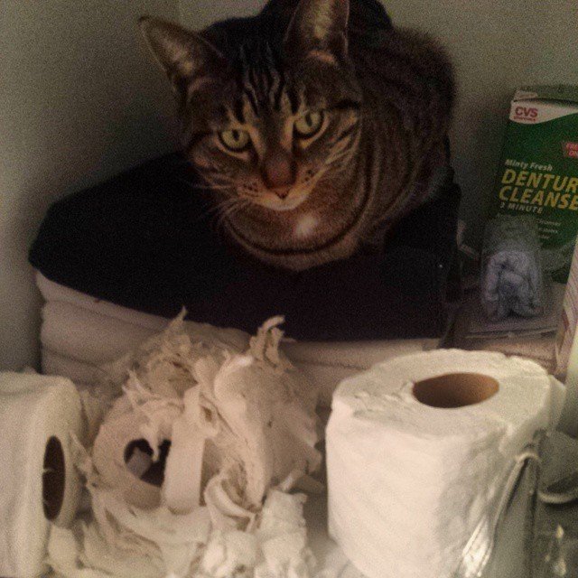 https://catlov.com/wp-content/uploads/2016/12/tp-cats-10.jpg
