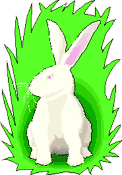 Why is a Rabbits Foot considered lucky?
