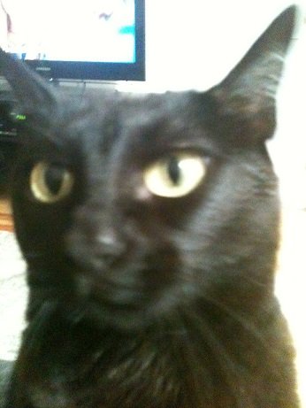 cat