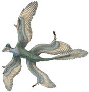 Four-winged Dinosaur
