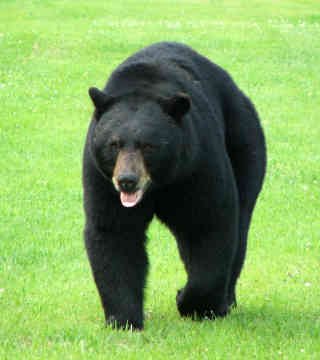 http://topnews.net.nz/images/bear.jpg