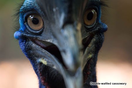 Birds are the living descendants of dinosaurs