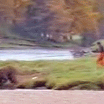 Bear Wrestling