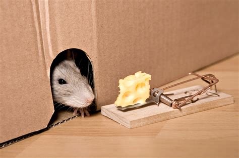 Do Mice like Cheese? | ABC Austin Blog