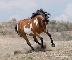 Image result for wild horse