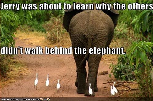 Never Walk Behind an Elephant