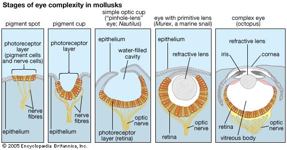 Primitive Eye