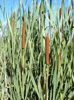 http://www.naturesongs.com/vvplants/cattail1t.jpg