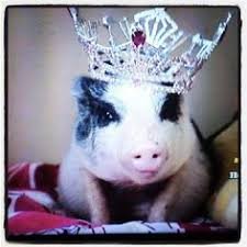 Image result for pig wearing crown