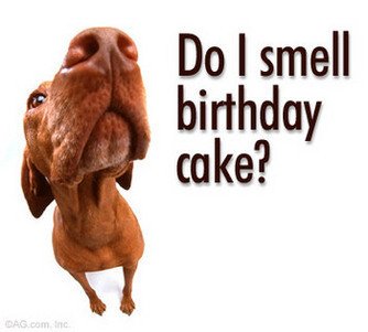 Sniffing dog - caption reads: "Do I smell birthday cake?"