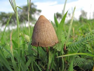Psilocybin