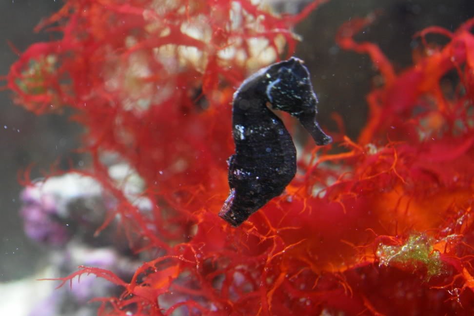 sea horse