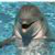 flipper