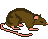Rat