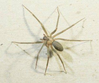 Brown Recluse Spider Picture