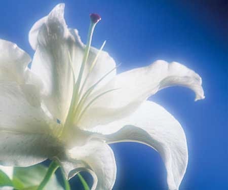 Funeral Flowers Online