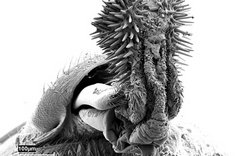 bean_weevil-02