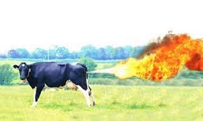 Image result for cow fart