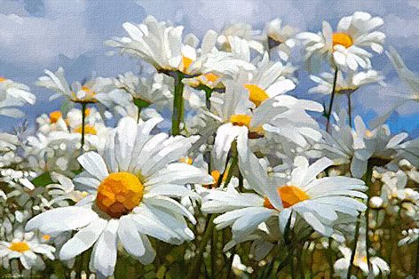 daisy