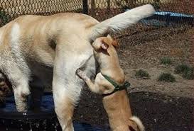 Image result for dog smelling another dog's rear pic