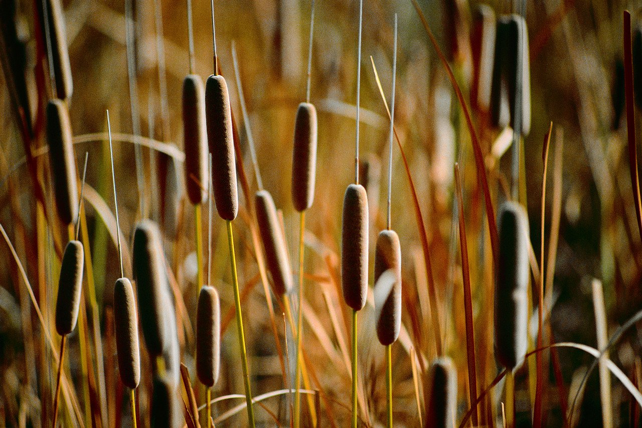 http://cattails.info/images/cattails_8yyb.jpg