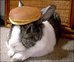 Image result for Bunny with pancake on head